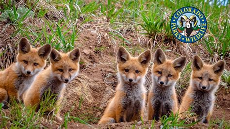 fox     foxes move   national wildlife federation