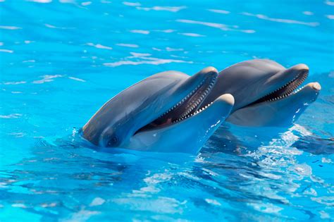dolphins  ultra hd wallpaper  background image  id