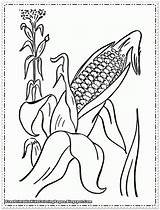 Corn Coloring Pages Printable Kids Stalks Color Flour Thanksgiving Drawing Cob Stalk Cartoon Clipart Getdrawings Popular Getcolorings Fruit Library Coloringhome sketch template