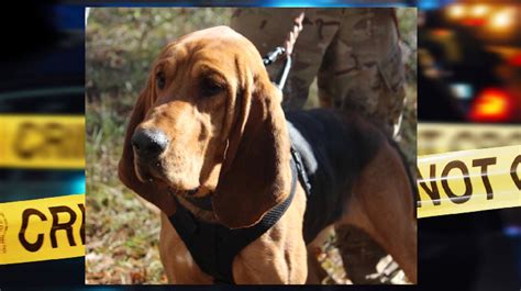 1 500 Reward Offered For Information In Shooting Of Marion County K 9