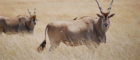 eland african wildlife foundation