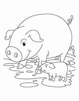 Pig Coloring Piglet Pages Pigs Baby Cute Piglets Color Template Printable Mud Print Kids Pinwheel Clip Simple Animal Baths Info sketch template
