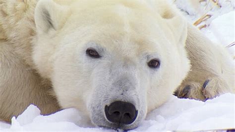 ice bear sets     video abc news