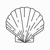 Scallop Shells Clam Mollusks Illustraion sketch template