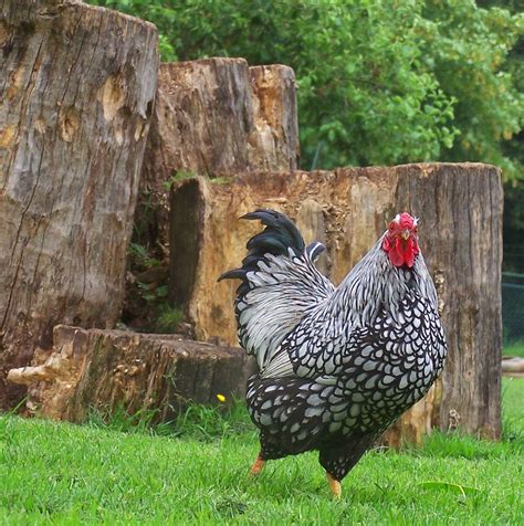 Best Egg Laying Chickens For A Beginner Backyard Farmer