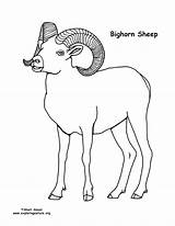 Sheep Bighorn Coloring Pages Nature Printing sketch template