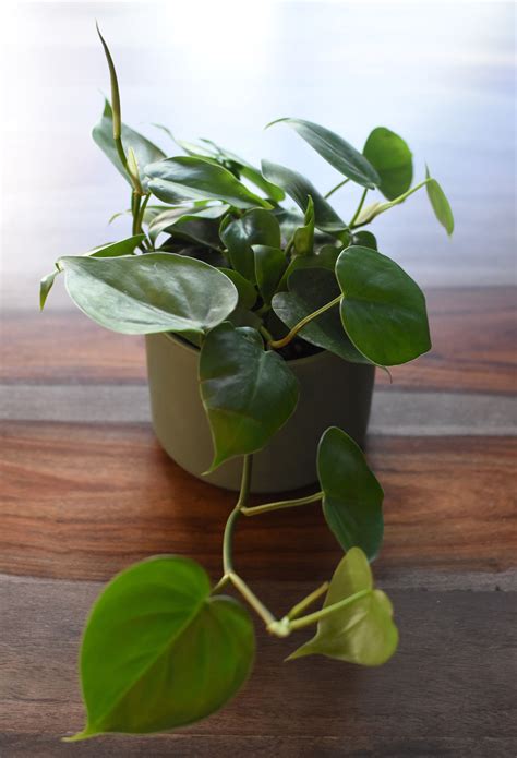 philodendron plants living   lives
