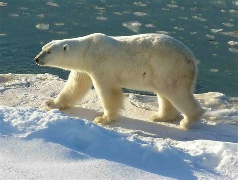 polar bears  animal giants   arctic   animals