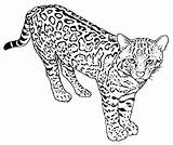 Coloring Leopard Pages Cat Wild Real Baby Snow Getcolorings Wildcat Printable Color Pag Colouring sketch template