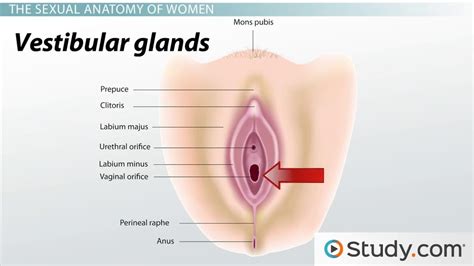 Human Sexual Anatomy And Physiology Major Features