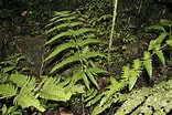 Afbeeldingsresultaten voor "druppatractus Irregularis". Grootte: 156 x 104. Bron: phytoimages.siu.edu