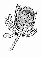 Coloring Protea Flower Adult Drawing Template Sugarbush Pages Sketch Drawings 92kb sketch template