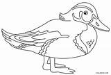 Duck Coloring Pages Ducks Rubber Wings Bird Drawing Printable Kids Cool2bkids Ducklings Way Make Color Getcolorings Print Getdrawings Duckling sketch template