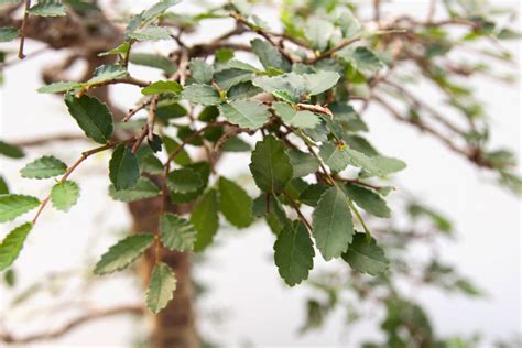 ulmen frucht aussehen merkmale und mehr