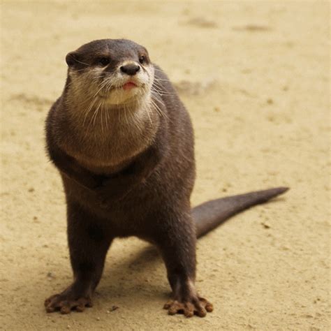 dancing otter s find and share on giphy