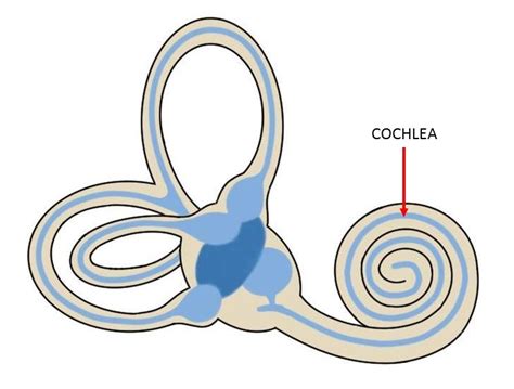 cochlea definition neuroscientifically challenged
