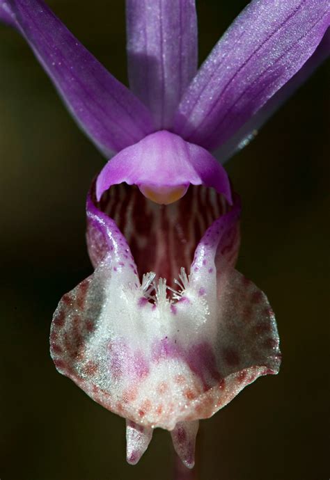 Robin Loznak Photography Rare Orchid