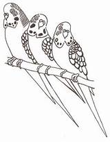 Coloring Budgie Parakeet Pages Budgerigar Budgies Drawing Getdrawings Bird 306px 01kb Drawings Getcolorings sketch template