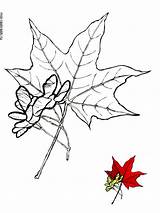 Maple Tree Coloring Pages Kids Printable Recommended Color sketch template