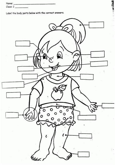 drawing  body parts  kids clip art library