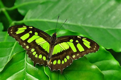 Malachite Butterfly Identification Facts And Pictures