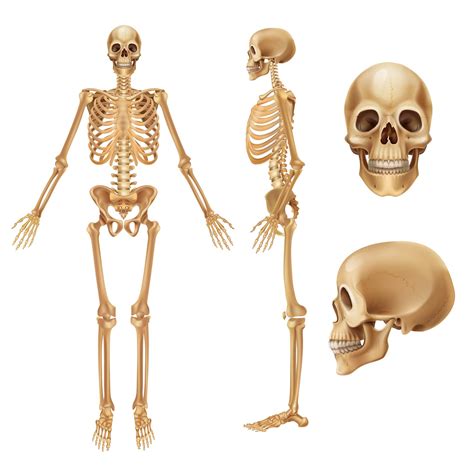 facts   skeleton system moomoomath  science