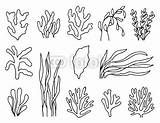 Seaweed Drawing Outline Plants Ocean Linear Isolation Objects Set Paintingvalley Drawings Aquatic sketch template