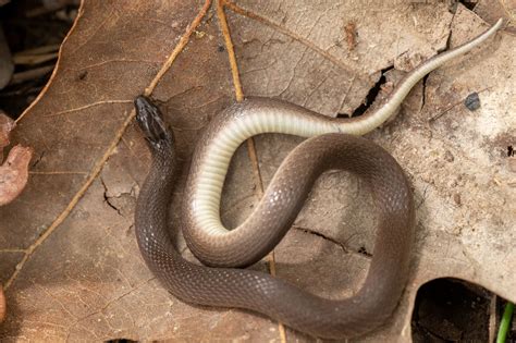 snakes  south carolina south carolina partners  amphibian  reptile conservation