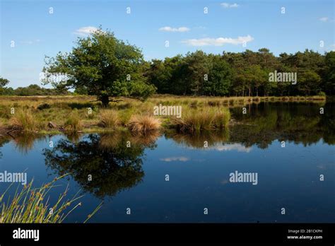 landscape   dwingelderveld national park netherlands drente dwingelderveld national park