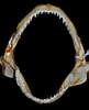 Afbeeldingsresultaten voor "rhizoprionodon Porosus". Grootte: 81 x 100. Bron: shark-references.com