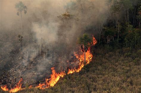 amazon   burning    forget  ecology   masses