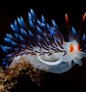 Image result for Sea Creatures. Size: 174 x 185. Source: www.huffingtonpost.com