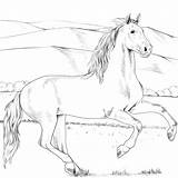 Horse Andalusian Hest Heste Tegninger Ausmalbilder Pferde Ausmalen Andaluz Caballo Paard Printable Supercoloring Lette sketch template
