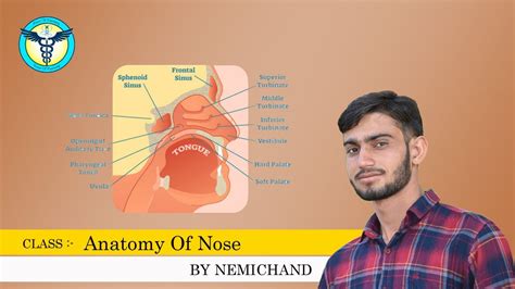 anatomy  nose youtube