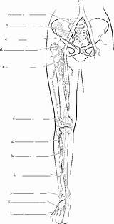 Lower Arteries Limb Label Cord Human Limbs Spinal Rr Nursing School Essentials Physiology sketch template