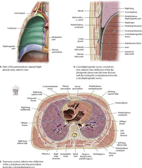 Pleural Cavity Atlas Of Anatomy