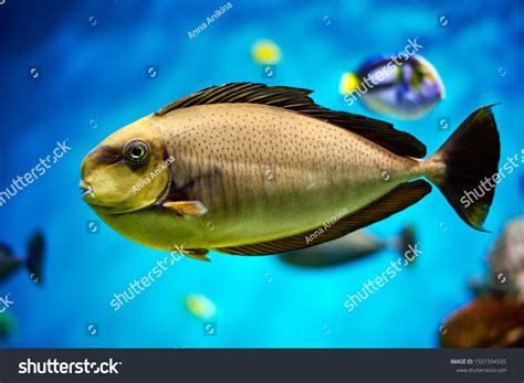 floating fish   water ad affiliate floatingfishwater