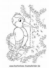 Specht Voegel Malvorlagen Vögel Tiere sketch template
