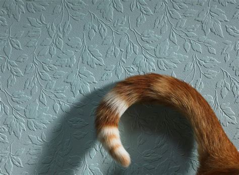 whats  cats tail telling