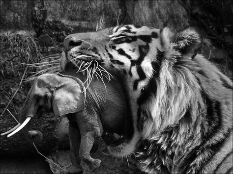 bw tiger eating  elephant bw tiger eating  elephant flickr