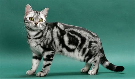 munchkin  american shorthair breed comparison