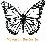 Monarch Coloring Butterfly Getdrawings sketch template