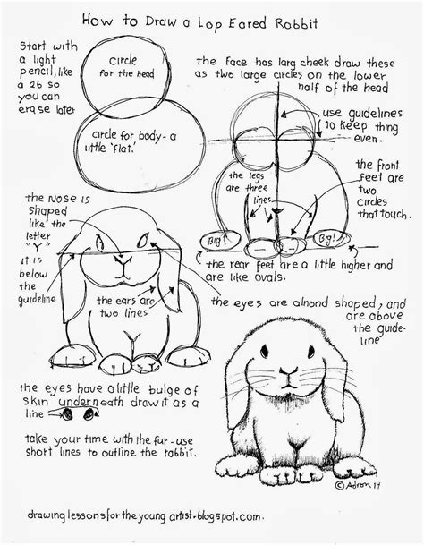 draw  lop eared rabbit worksheet     blog http