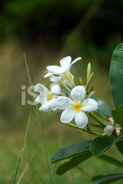 blossom frangipani flowers     spa stock photo royalty