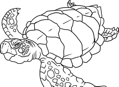 turtle coloring pages easy img foxglove