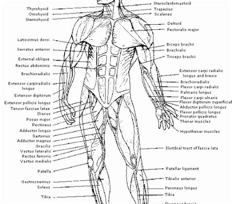 muscle anatomy coloring page