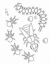 Coloring Insect Centipede Ant Hey sketch template