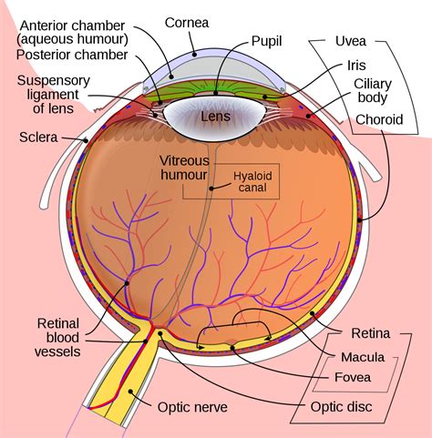 fileschematic diagram   human eye ensvg wikipedia   encyclopedia