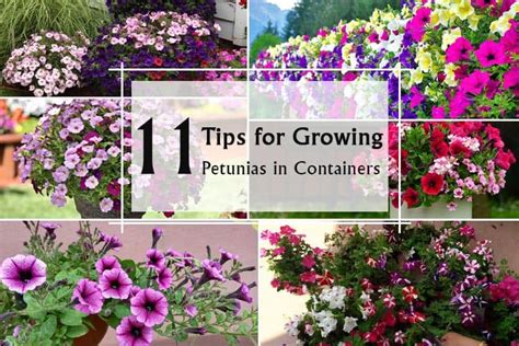 tips  growing petunias  containers    care  petunias