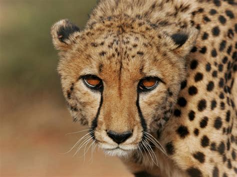 gepard kuschelt und schnurrt wie schmusekatze